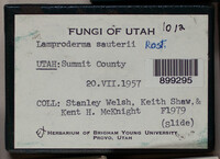 Lamproderma sauteri image